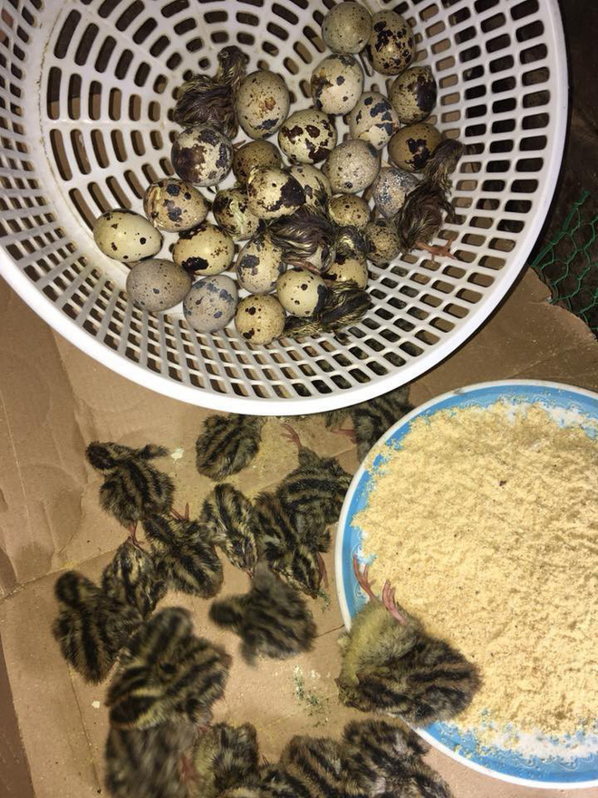 nang nong 40 do anh chang mua trung ve chua kip che bien ca ro da no thanh dan chim cut