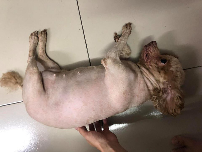 danh cuoc dt phap vo dich trong con say thanh nien hanh dong day toi loi voi cho cung