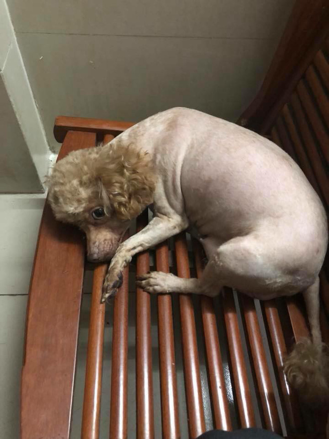 danh cuoc dt phap vo dich trong con say thanh nien hanh dong day toi loi voi cho cung