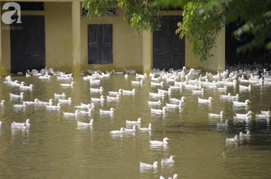 vung ngoai thanh ha noi nhieu noi bi chia cat vi nuoc van ngap trang