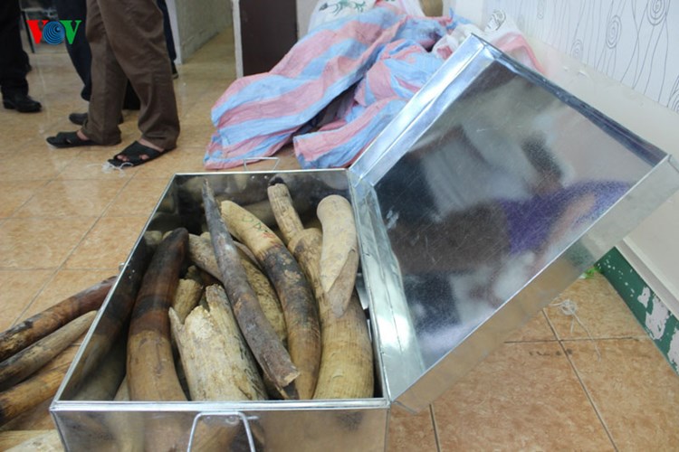 bat giu them gan 2 tan nga voi nhap lau