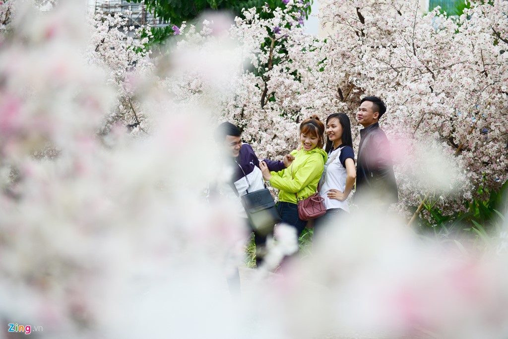 xuat hien vuon hoa anh dao thu hut gioi tre sai gon