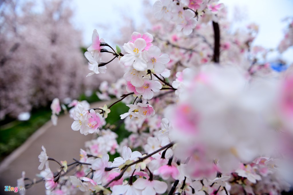 xuat hien vuon hoa anh dao thu hut gioi tre sai gon