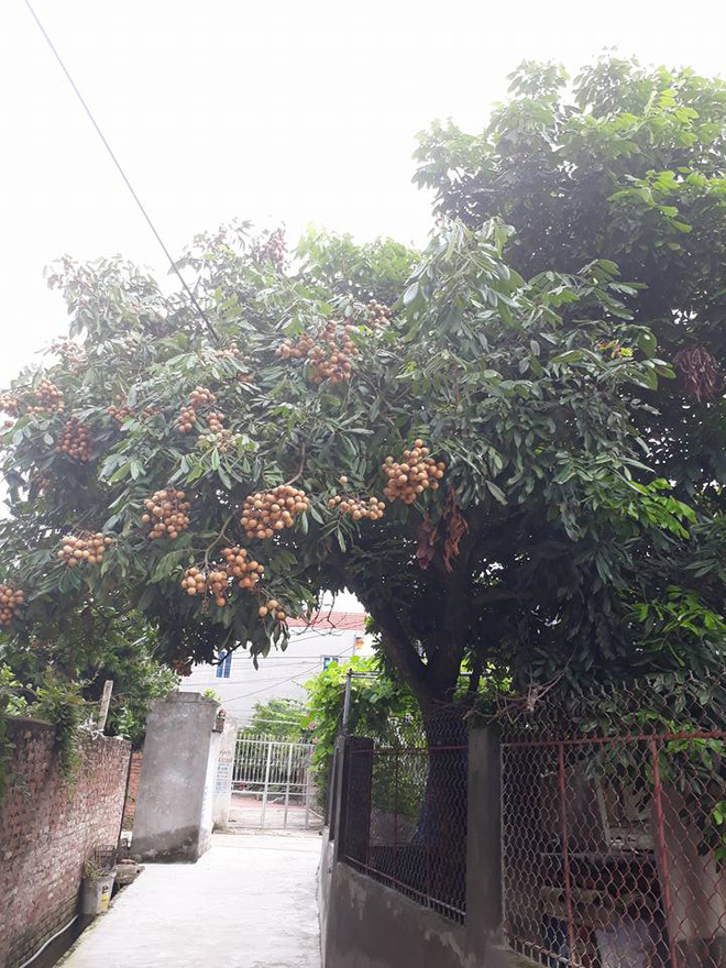 cay nha nguoi ta nhung qua o nha minh tinh canh nhuc nhoi khien bao nguoi kho tam mua he nay