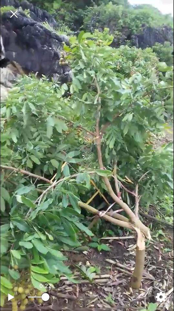 dan buc xuc khi nhin vuon cay nhan sap den ngay thu hoach bi ke gian chat pha trong dem