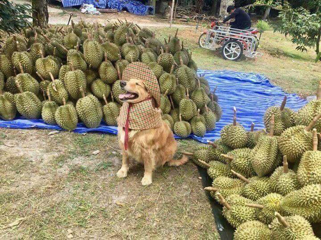 chu cho nho doi mu chong nang hon ho ngoi ban sau rieng khien dan mang thich thu
