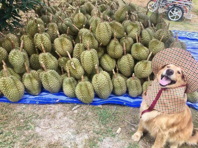 chu cho nho doi mu chong nang hon ho ngoi ban sau rieng khien dan mang thich thu