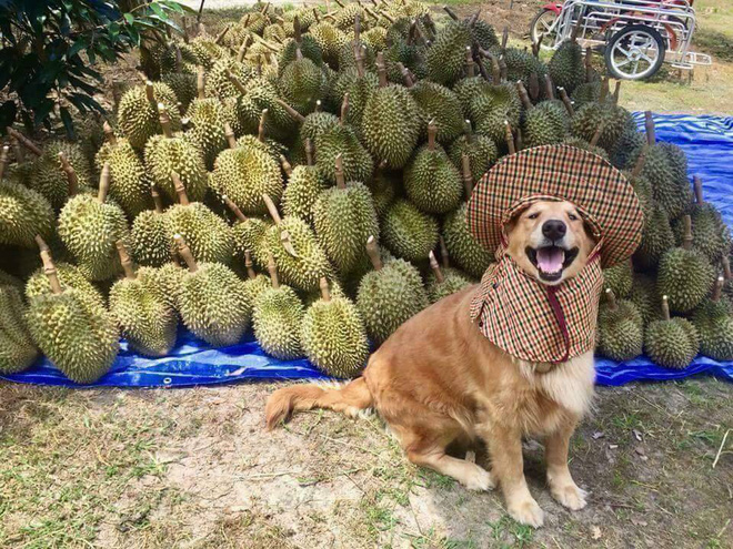 chu cho nho doi mu chong nang hon ho ngoi ban sau rieng khien dan mang thich thu