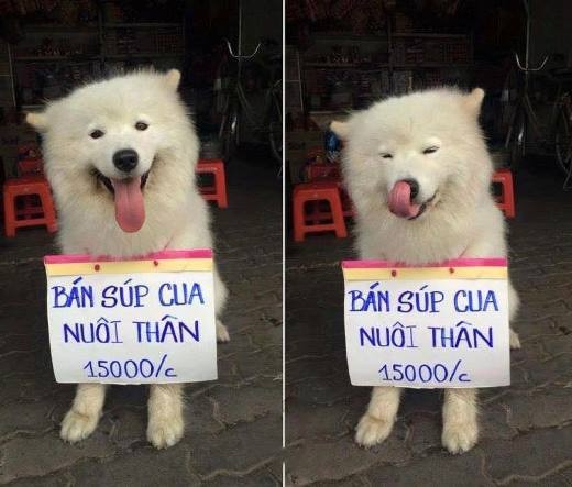 chu cho nho doi mu chong nang hon ho ngoi ban sau rieng khien dan mang thich thu