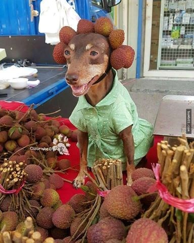 chu cho nho doi mu chong nang hon ho ngoi ban sau rieng khien dan mang thich thu