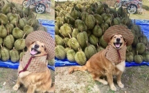 Chú chó nhỏ đội mũ chống nắng, hớn hở ngồi bán sầu riêng khiến dân mạng thích thú