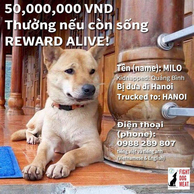 co chu nguoi my hau ta 50 trieu dong cho ai tim duoc chu cho cung bi mat tich o quang binh