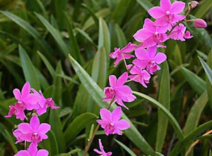 nguoi dan ong hai phong vao hue deo bam nam cho 1 tuan de mua gio lan 700 trieu dong