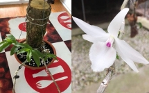 nguoi dan ong hai phong vao hue deo bam nam cho 1 tuan de mua gio lan 700 trieu dong