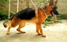 ha noi be gai 2 tuoi bi cho nuoi can rach mat lo xuong so