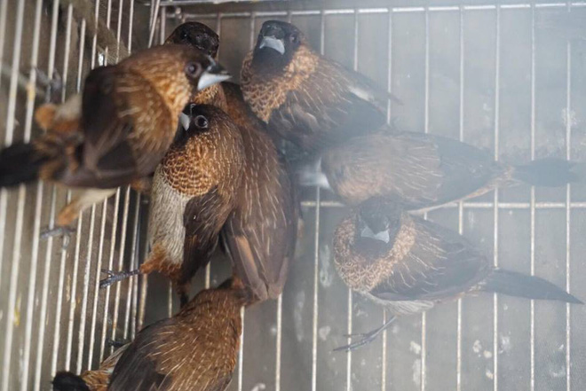 anh rua bi duc lo tren mai de troi buoc bay ban nham phuc vu nhu cau nguoi dan mua phong sinh mua vu lan