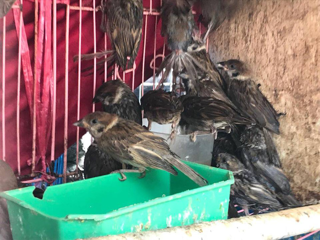 anh rua bi duc lo tren mai de troi buoc bay ban nham phuc vu nhu cau nguoi dan mua phong sinh mua vu lan