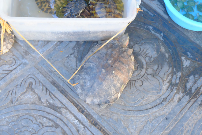 anh rua bi duc lo tren mai de troi buoc bay ban nham phuc vu nhu cau nguoi dan mua phong sinh mua vu lan