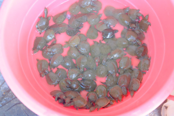 anh rua bi duc lo tren mai de troi buoc bay ban nham phuc vu nhu cau nguoi dan mua phong sinh mua vu lan