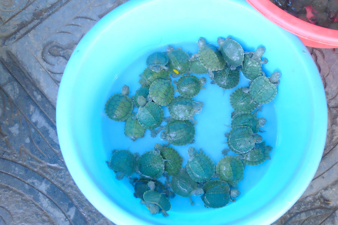 anh rua bi duc lo tren mai de troi buoc bay ban nham phuc vu nhu cau nguoi dan mua phong sinh mua vu lan