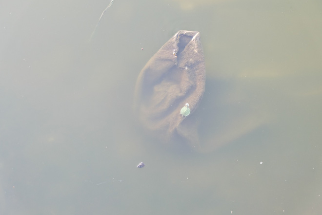 anh rua bi duc lo tren mai de troi buoc bay ban nham phuc vu nhu cau nguoi dan mua phong sinh mua vu lan