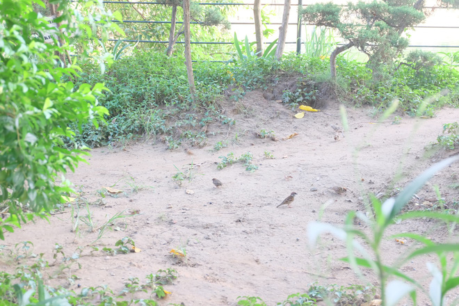 anh rua bi duc lo tren mai de troi buoc bay ban nham phuc vu nhu cau nguoi dan mua phong sinh mua vu lan