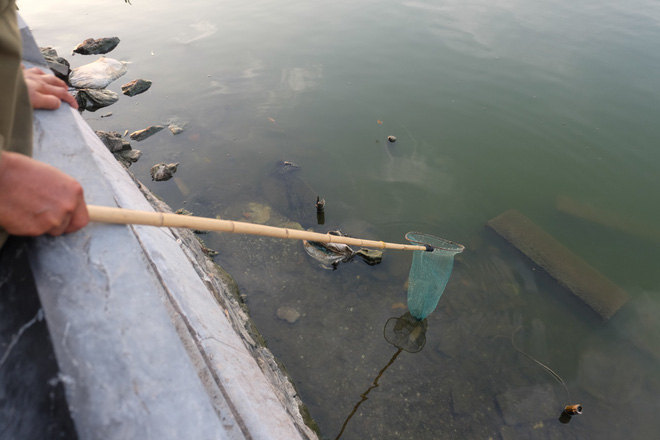 anh rua bi duc lo tren mai de troi buoc bay ban nham phuc vu nhu cau nguoi dan mua phong sinh mua vu lan