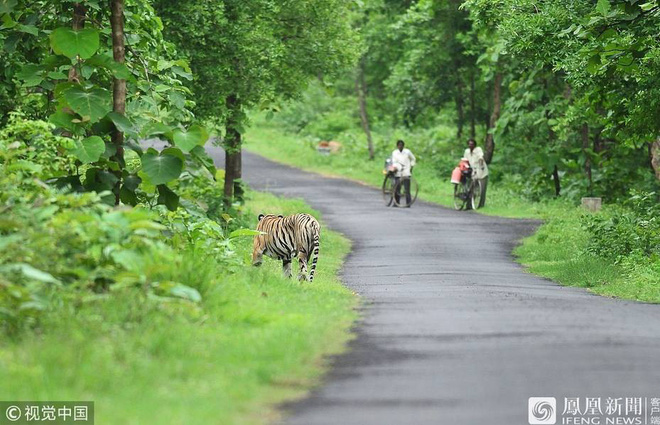 ho du lung thung dao choi ben duong nguoi dan so nhung van lam mot viec lieu linh