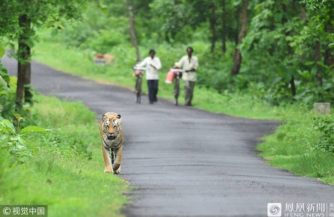 ho du lung thung dao choi ben duong nguoi dan so nhung van lam mot viec lieu linh