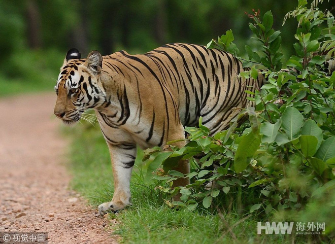 ho du lung thung dao choi ben duong nguoi dan so nhung van lam mot viec lieu linh
