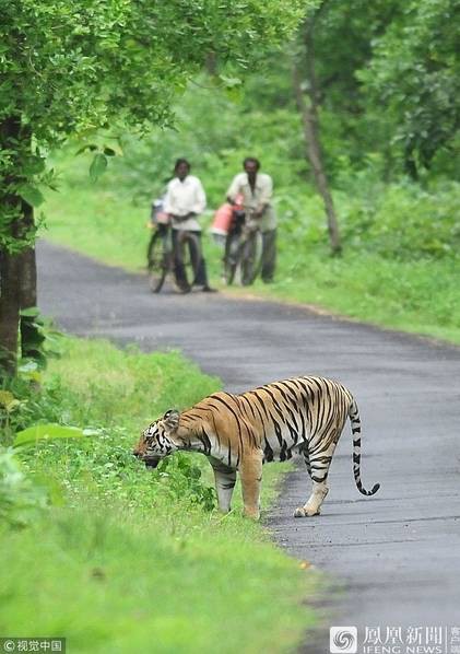 ho du lung thung dao choi ben duong nguoi dan so nhung van lam mot viec lieu linh