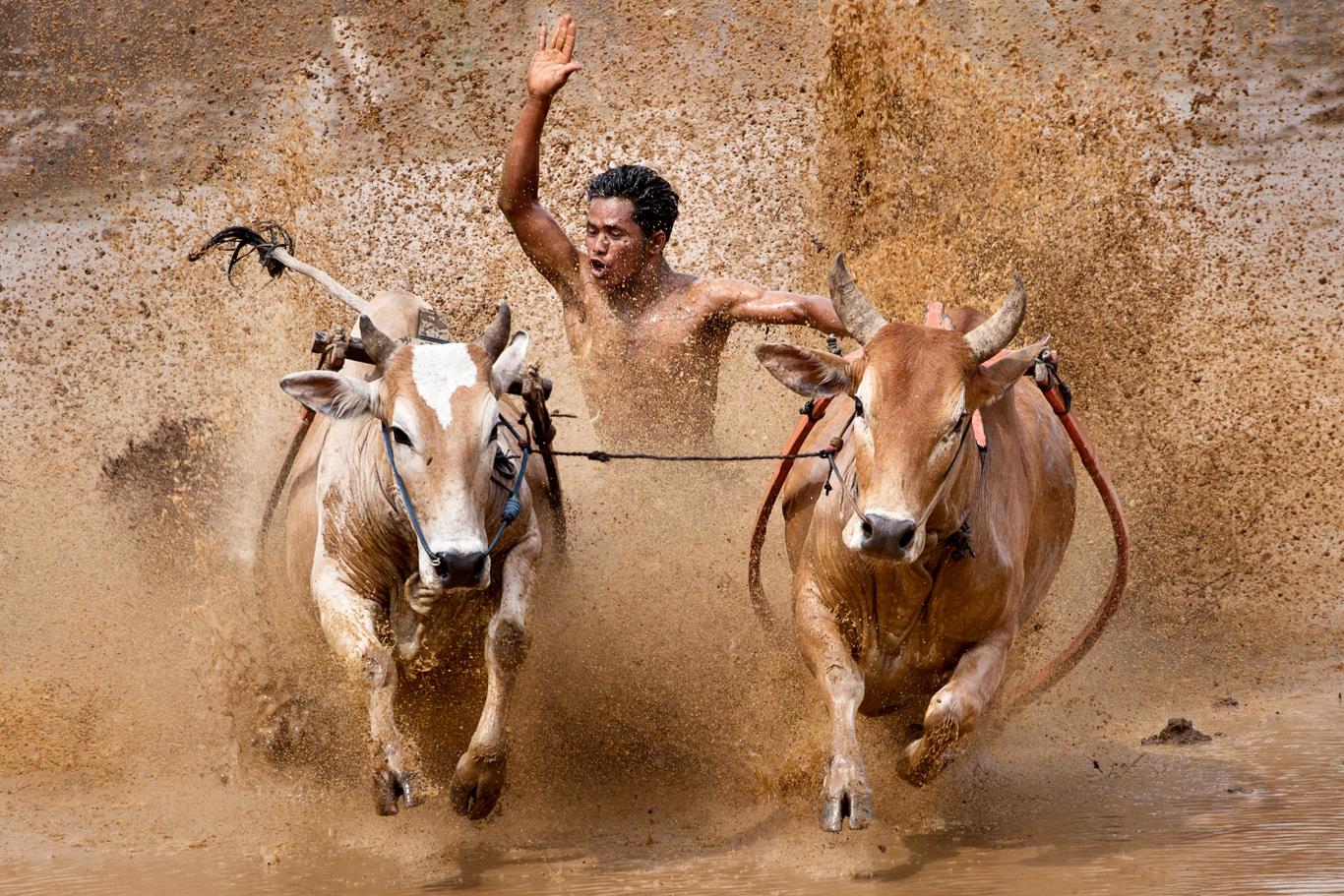 le hoi dua bo doc dao o indonesia