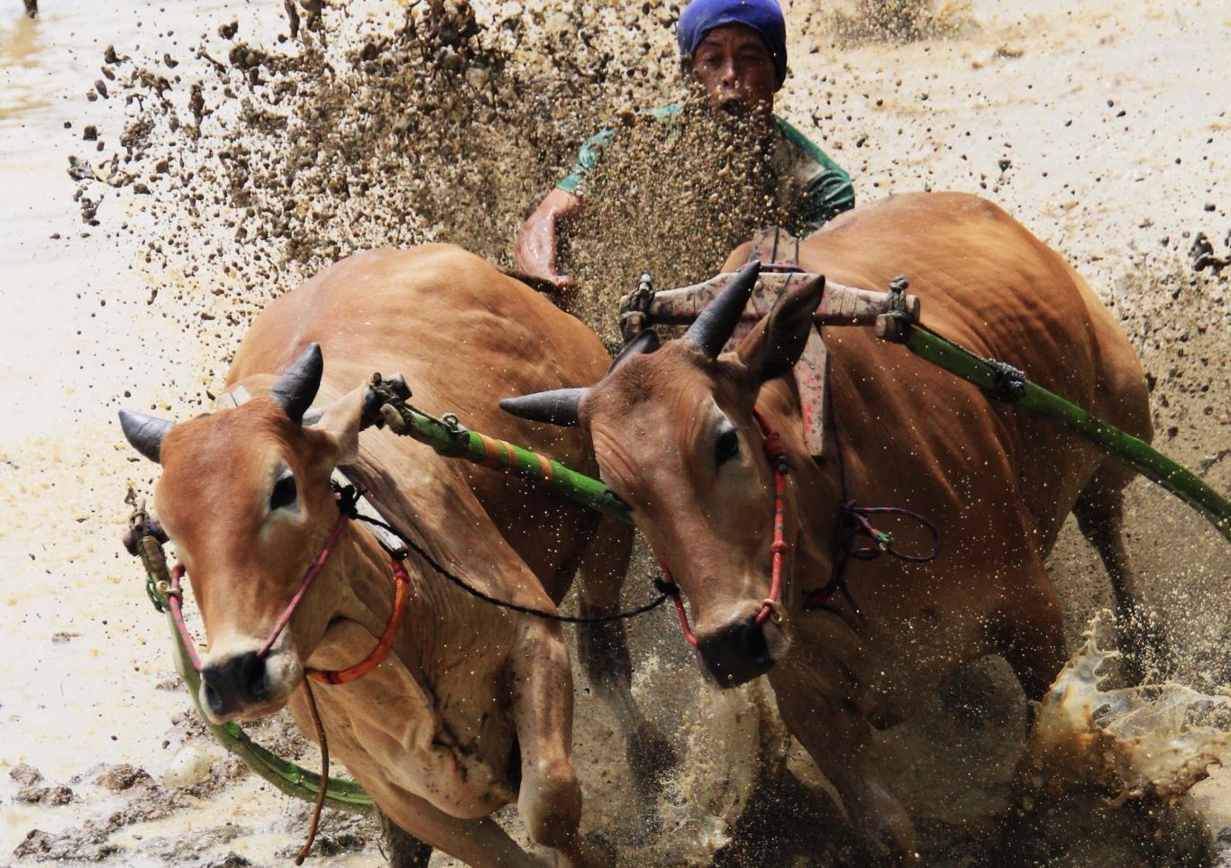 le hoi dua bo doc dao o indonesia