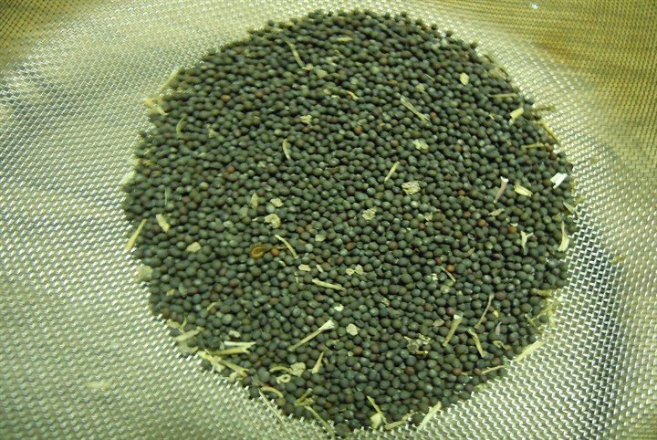 trong sup lo la hinh xoan oc suong mat bo mieng