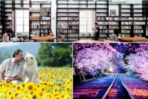 japan foundation sac hoa anh dao thanh khiet giua long ha noi