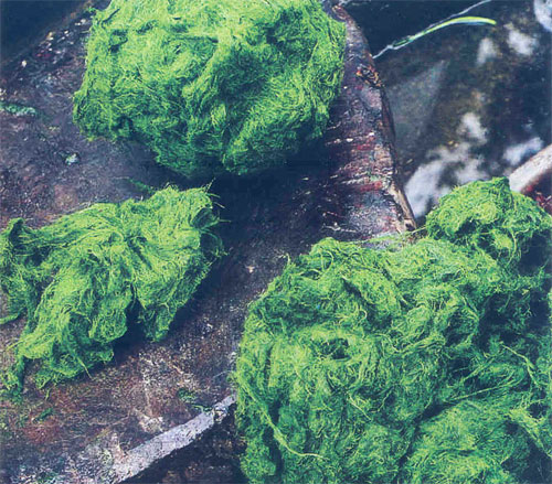 len ha giang thuong thuc cac mon an ngon la