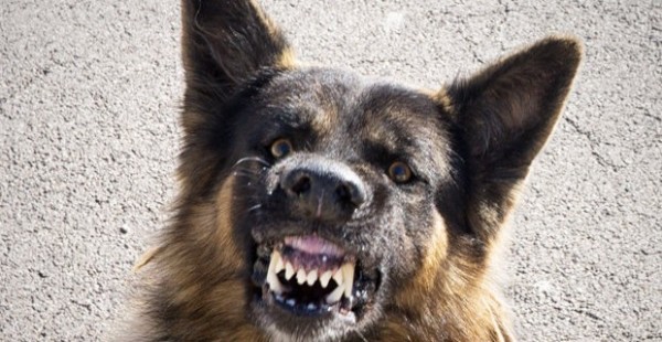 xu ly cho hoang tren the gioi noi danh dap dau doc cho dua cho hoang ve trung tam bao tro de cho nhan nuoi