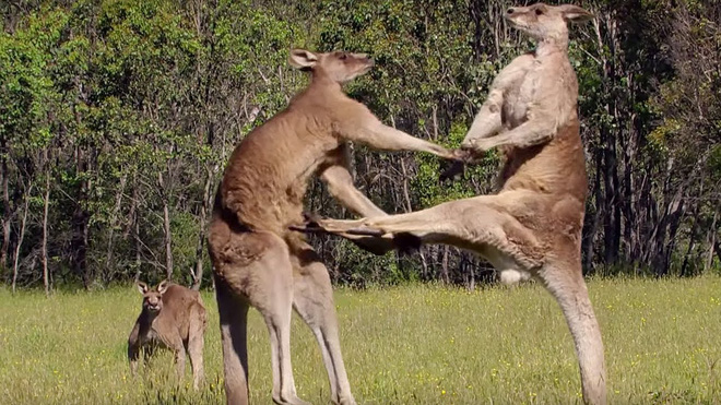 uc chuot tui nhieu gap doi nguoi chinh quyen huy dong nguoi dan an thit kangaroo