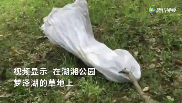 nam thanh nien hon nhien dem ran ho mang vao cong vien de phong sinh truoc su ngo ngang cua nguoi dan