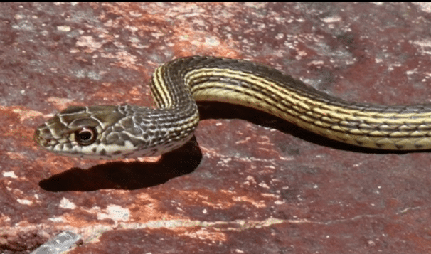 me hot hoang khi cho doberman vua nhan nuoi tha con gai nho nem di xa ca met nhung hoa ra do la hanh dong anh hung