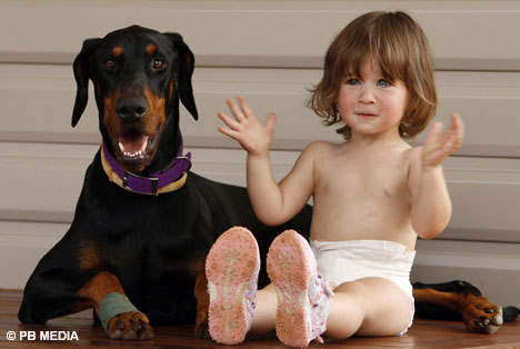 me hot hoang khi cho doberman vua nhan nuoi tha con gai nho nem di xa ca met nhung hoa ra do la hanh dong anh hung