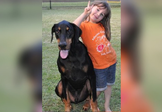 me hot hoang khi cho doberman vua nhan nuoi tha con gai nho nem di xa ca met nhung hoa ra do la hanh dong anh hung