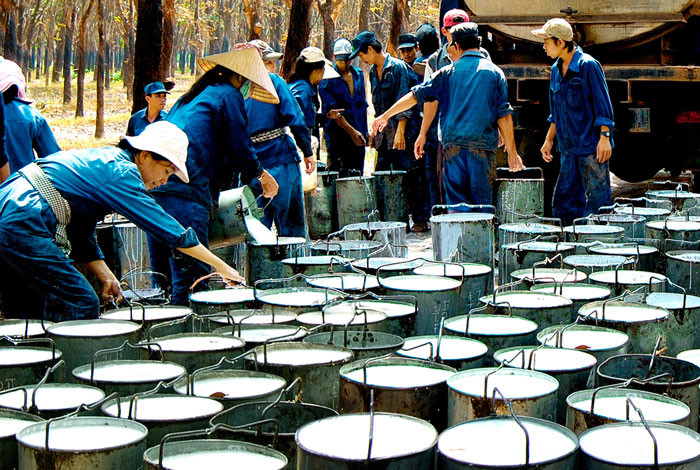 ong lon cao su vrg van chua the co phan hoa