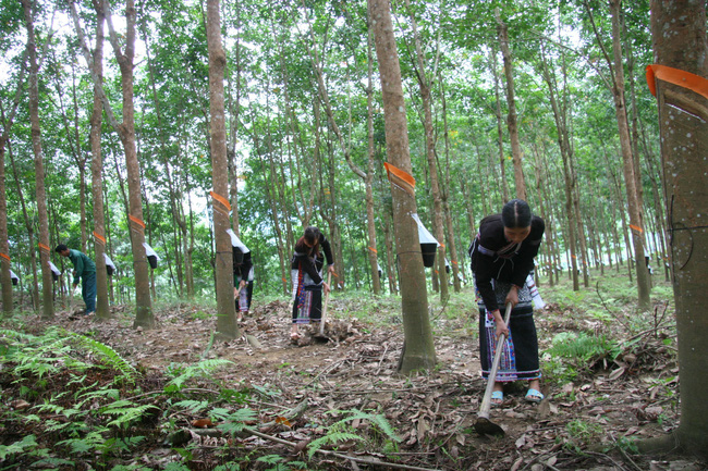 ong lon cao su vrg van chua the co phan hoa
