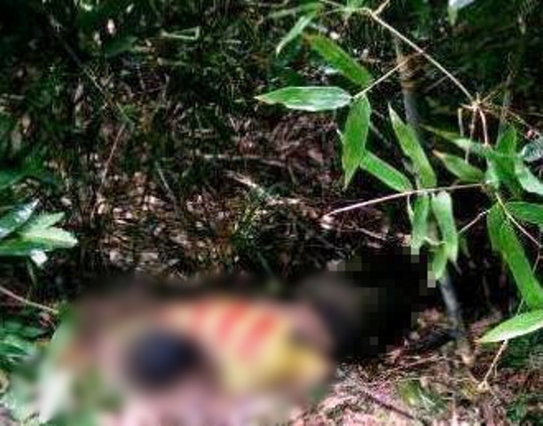 phat hien thi the nam thanh nien nam sap trong bui cay nghi an la ngon tu tu