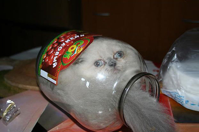 19 noi ha canh yeu thich sau moi chuyen bay nhay tung tay cua cac boss meo