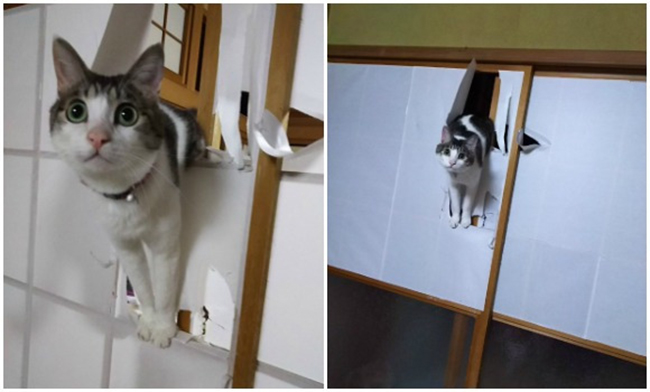 19 noi ha canh yeu thich sau moi chuyen bay nhay tung tay cua cac boss meo