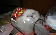 19 noi ha canh yeu thich sau moi chuyen bay nhay tung tay cua cac boss meo