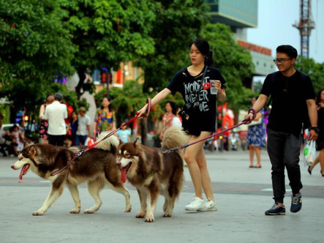 de xuat cam nguoi dan mang cho meo vao pho di bo ho guom nguoi dong tinh nguoi cho rang chua hop ly