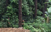 xe tai mat phanh lao vao le duong mot nguoi di bo tu vong